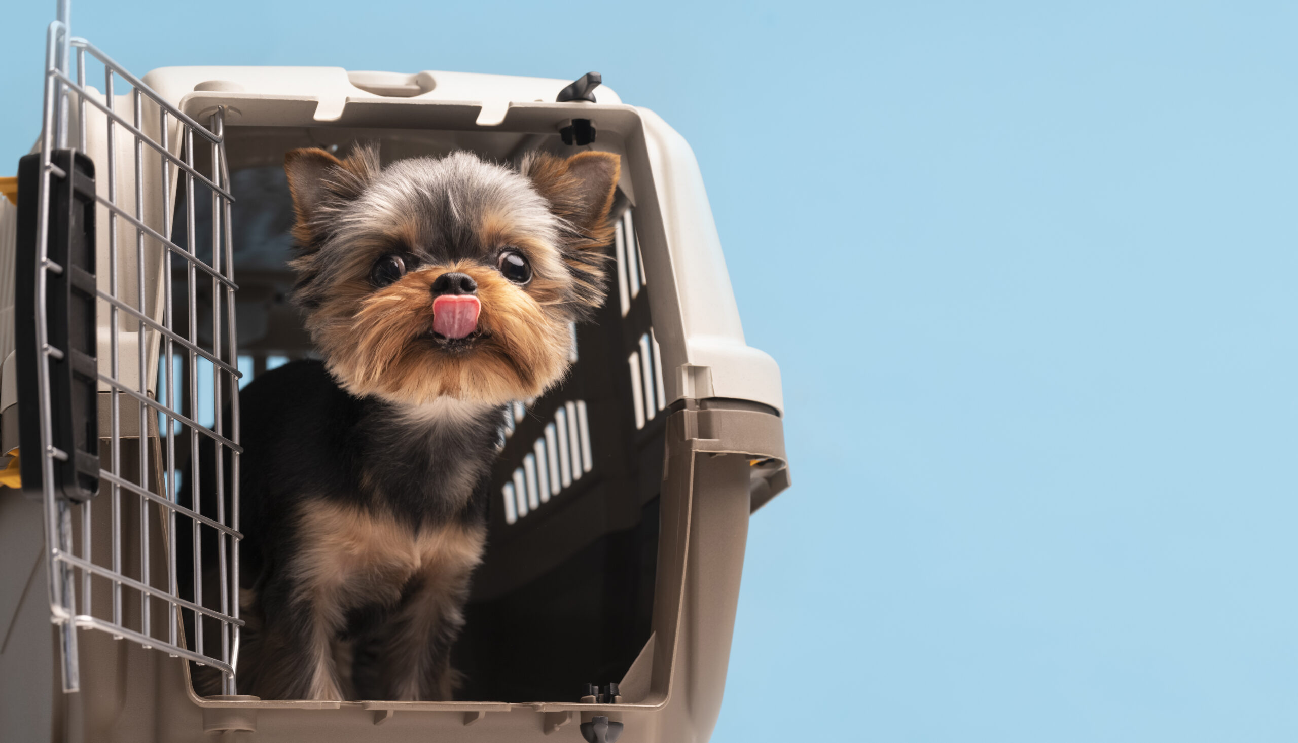 Positive Puppy Crate Training: Your 4 Week Guide to Success
