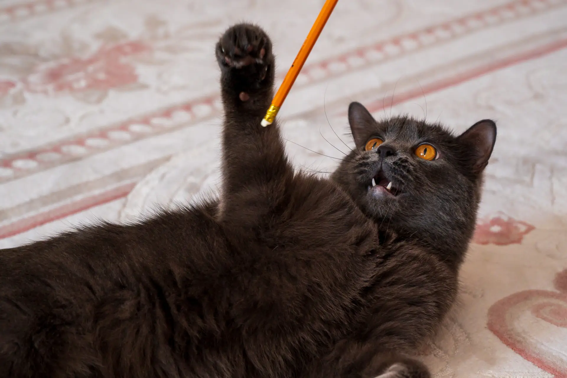 Cat Training Methods That Work: Behavioral Tips