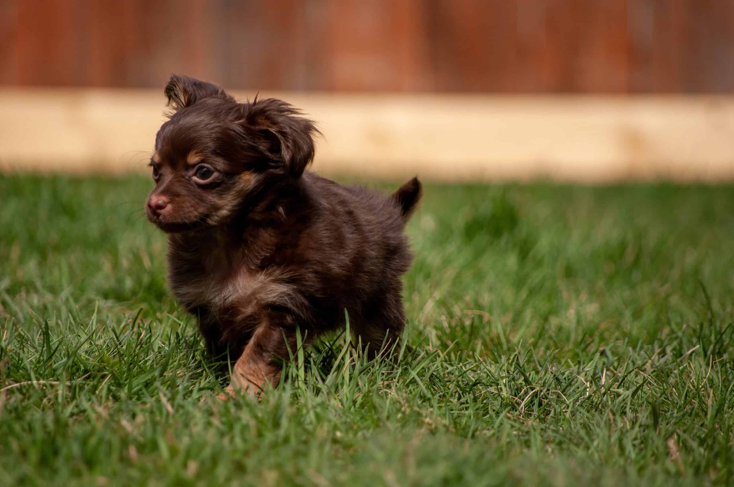 Solve puppy potty training problems and puppy house training solutions with Trubipet