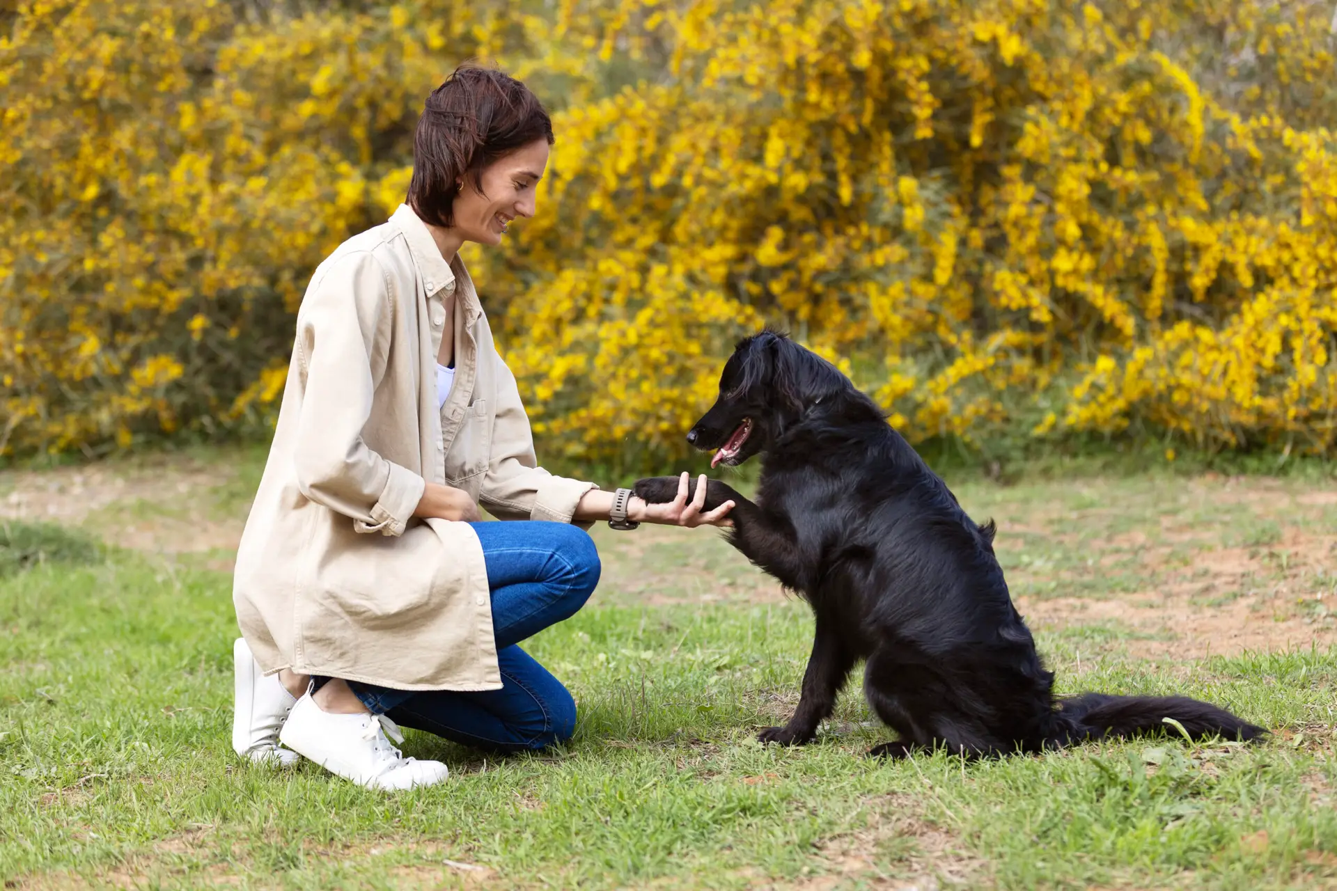 Complete dog training guide and dog obedience training techniques for positive reinforcement training with Trubipet