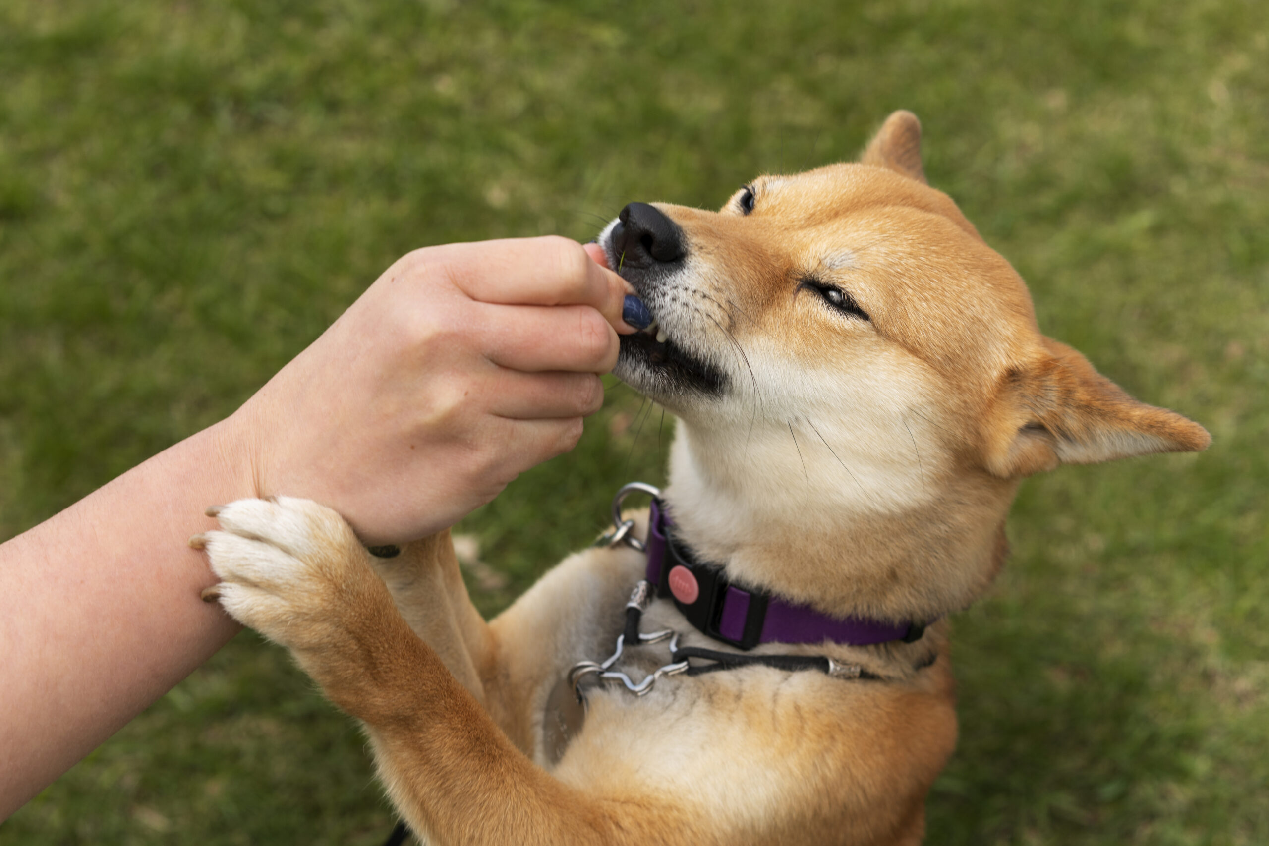 10 Best Dog Training Treats for Motivation: High-Value Rewards That Actually Work