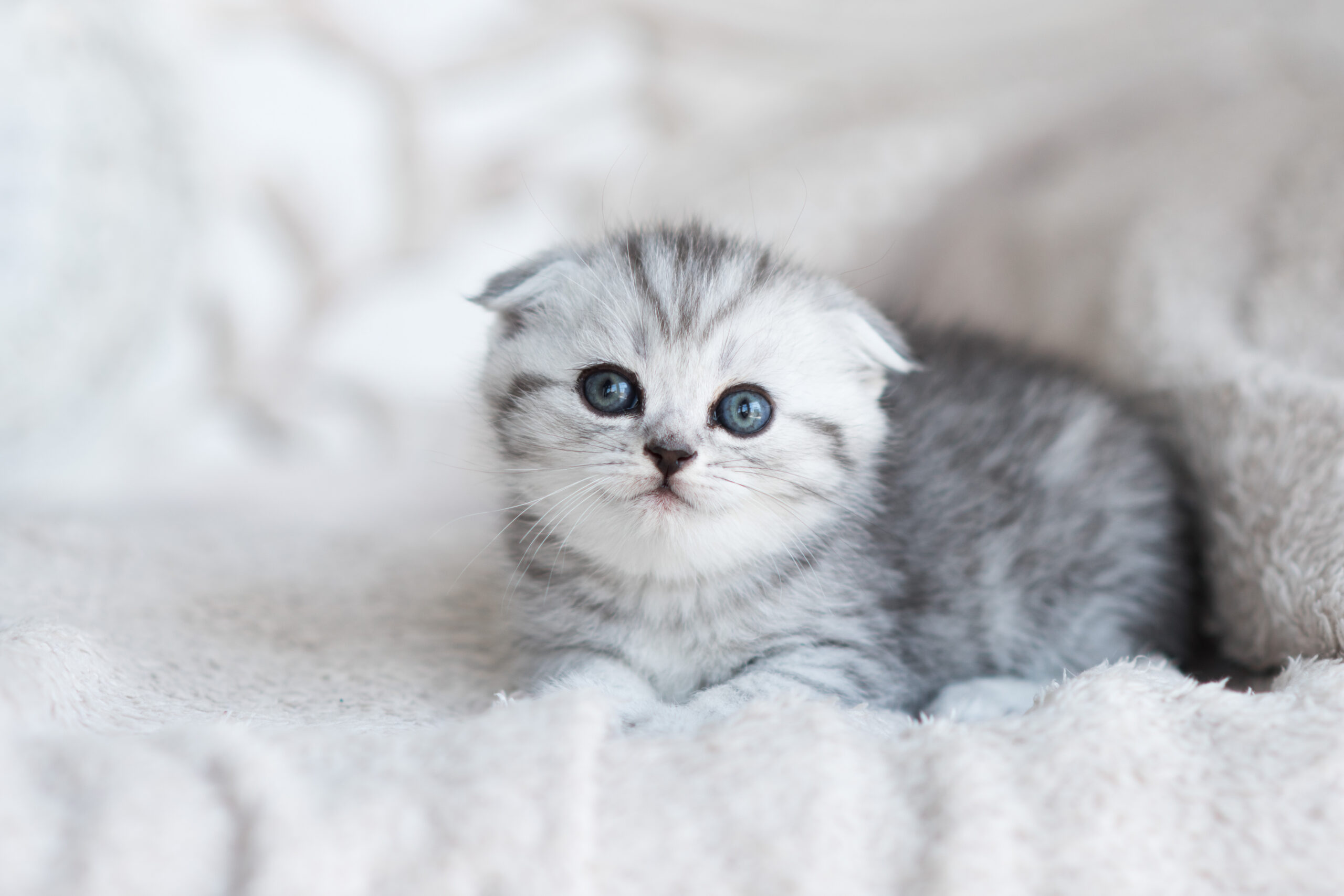 Kitten Proofing Your Home: Complete 5 Room Safety Checklist for New Cat Parents