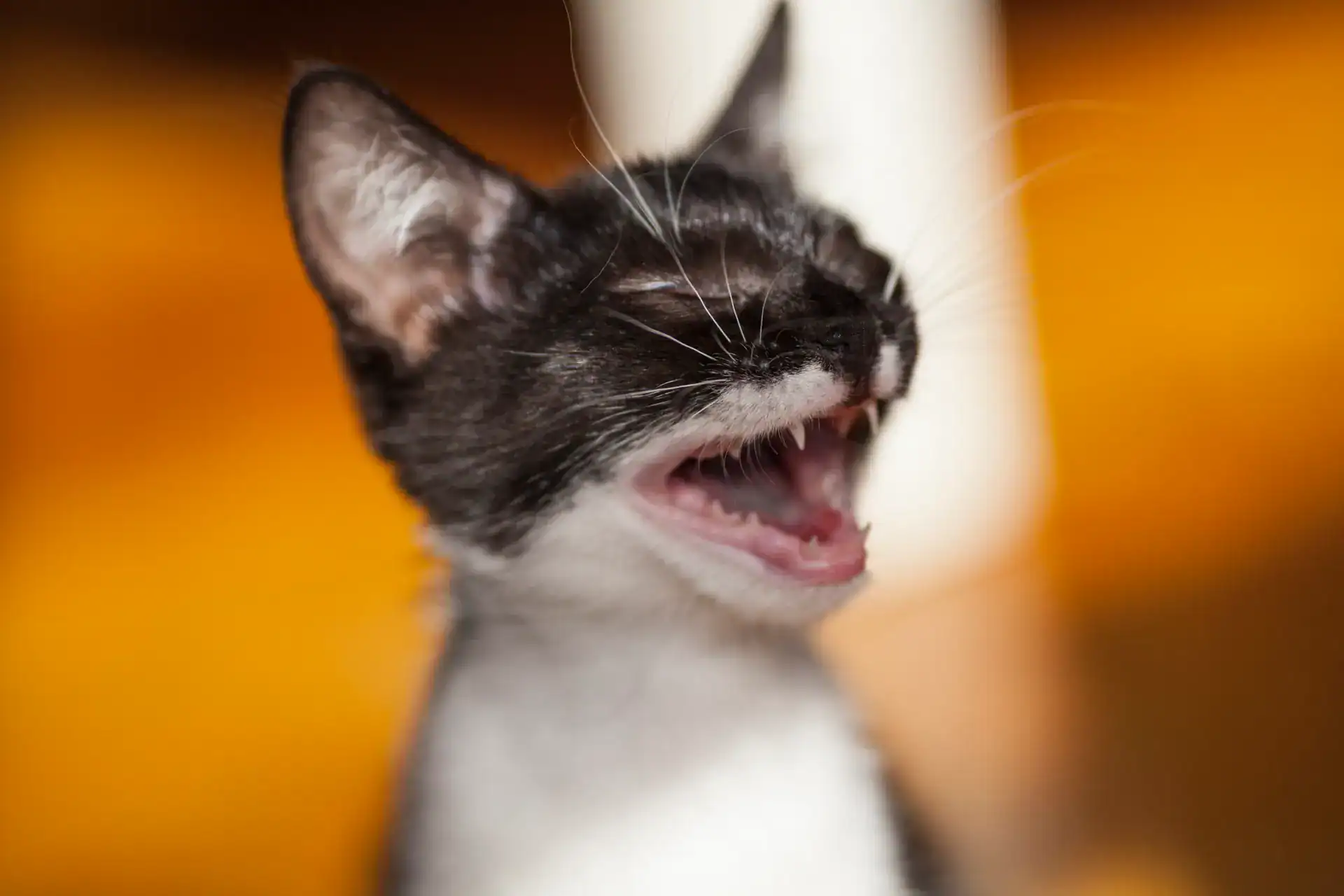 Stop excessive meowing