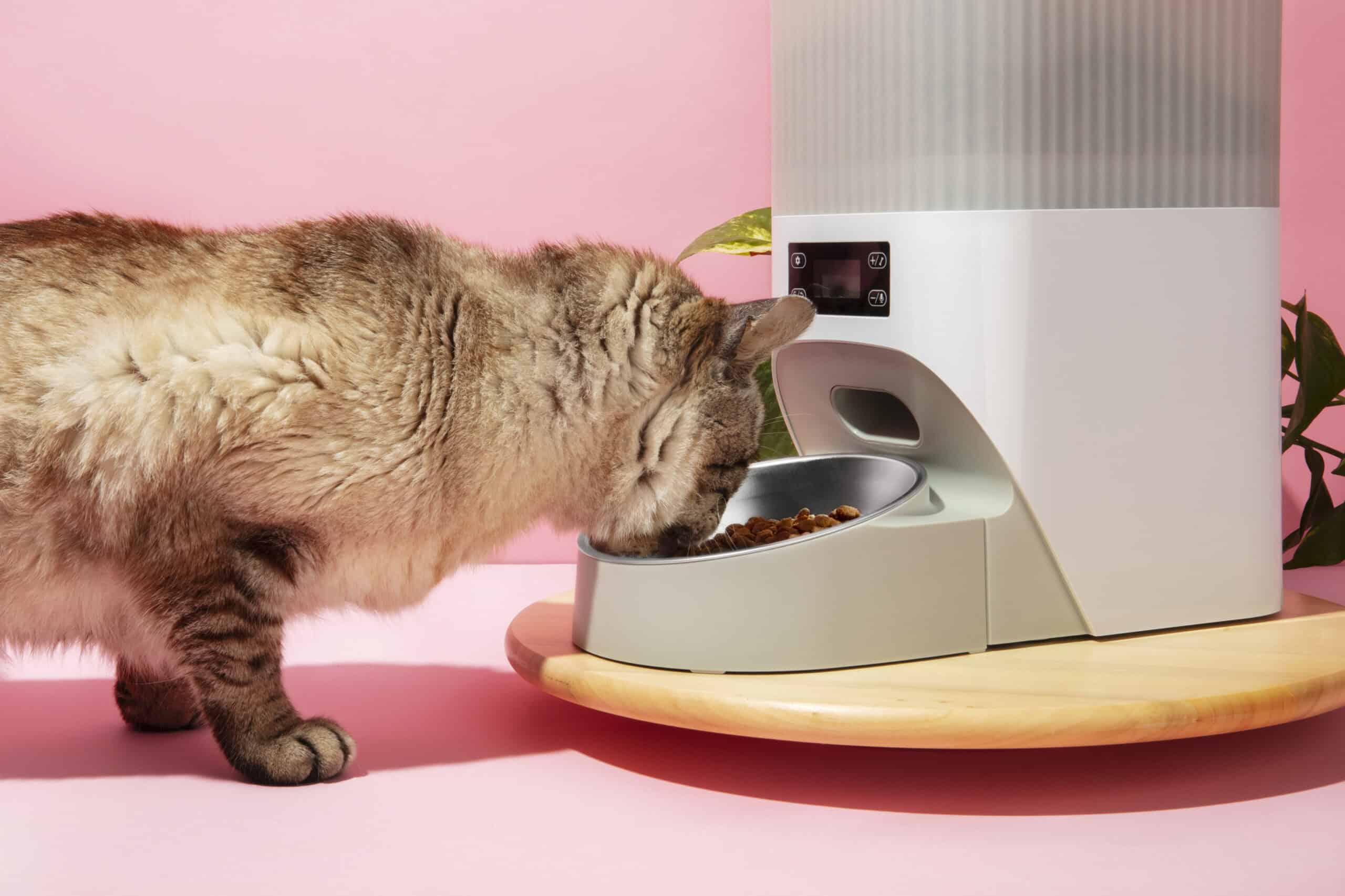 Best automatic cat feeders